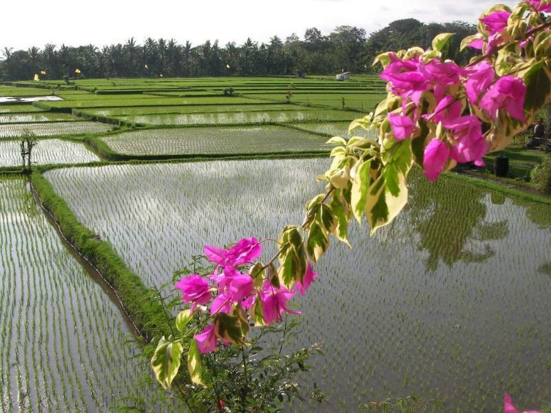Green Field Hotel And Bungalow Ubud Eksteriør bilde